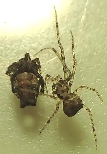 Ero aphana